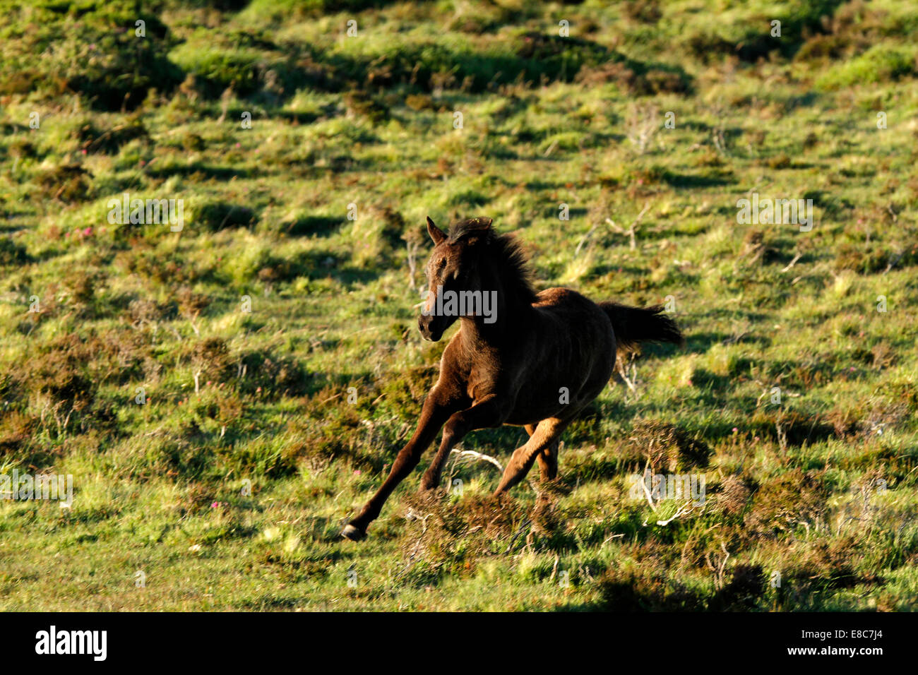 Pony selvatici su Dartmoor puledra puledro intorno al galoppo sulla landa giocare davvero avere un sacco di divertimento Foto Stock