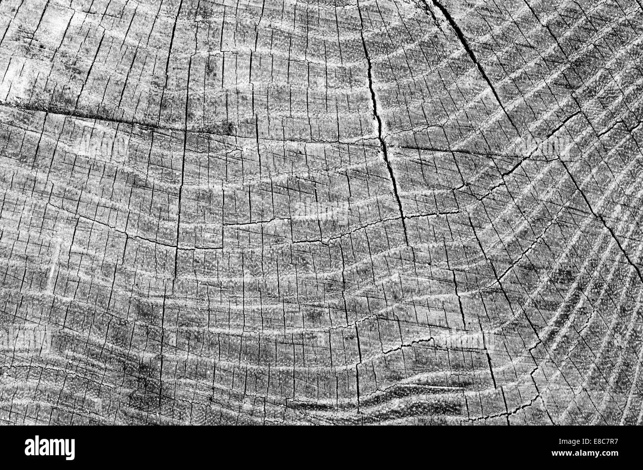 Texture di legno sullo sfondo di un albero di taglio Foto Stock