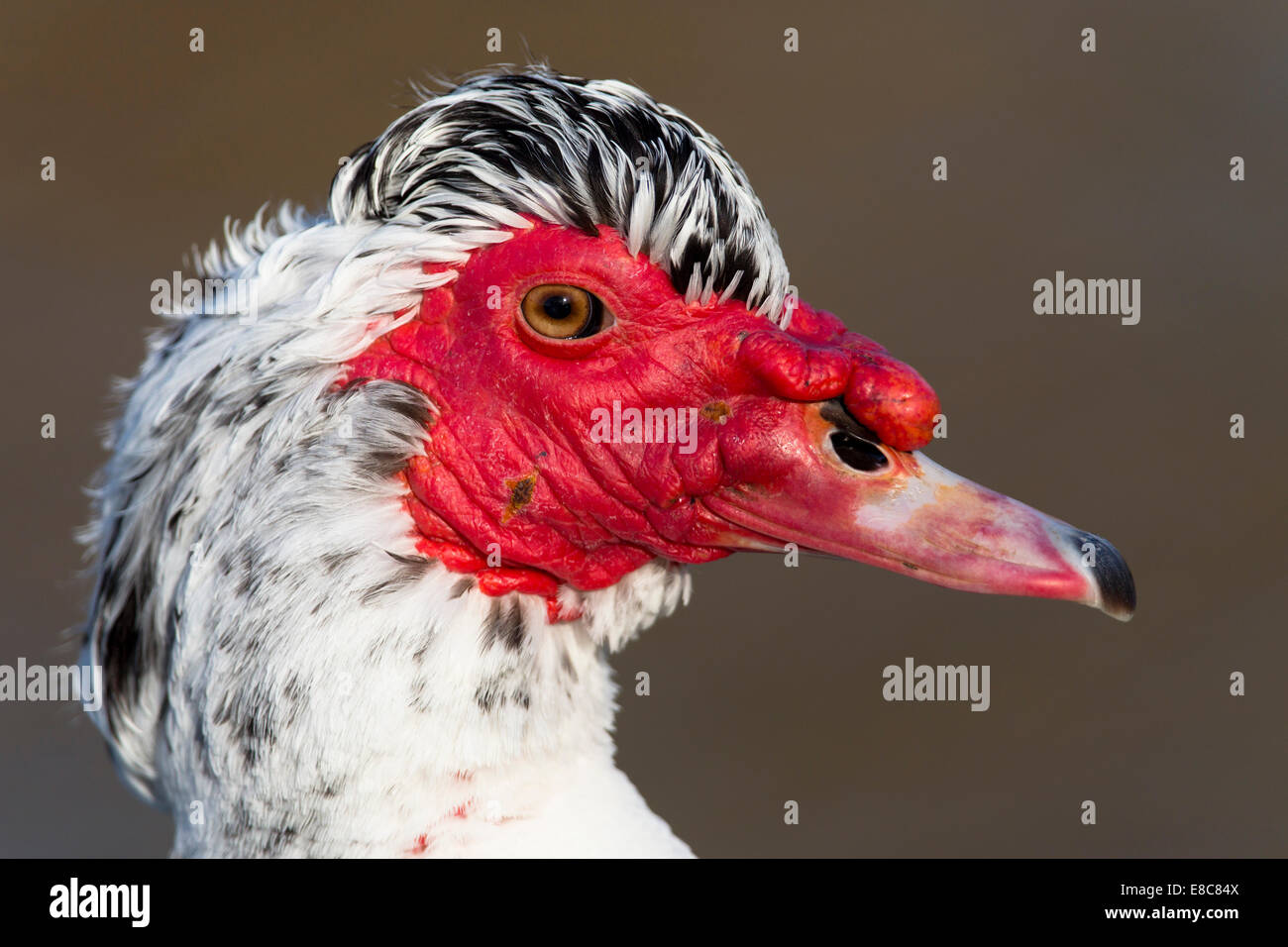 Anatra muta; Cairina moschata; Cornovaglia; Regno Unito Foto Stock