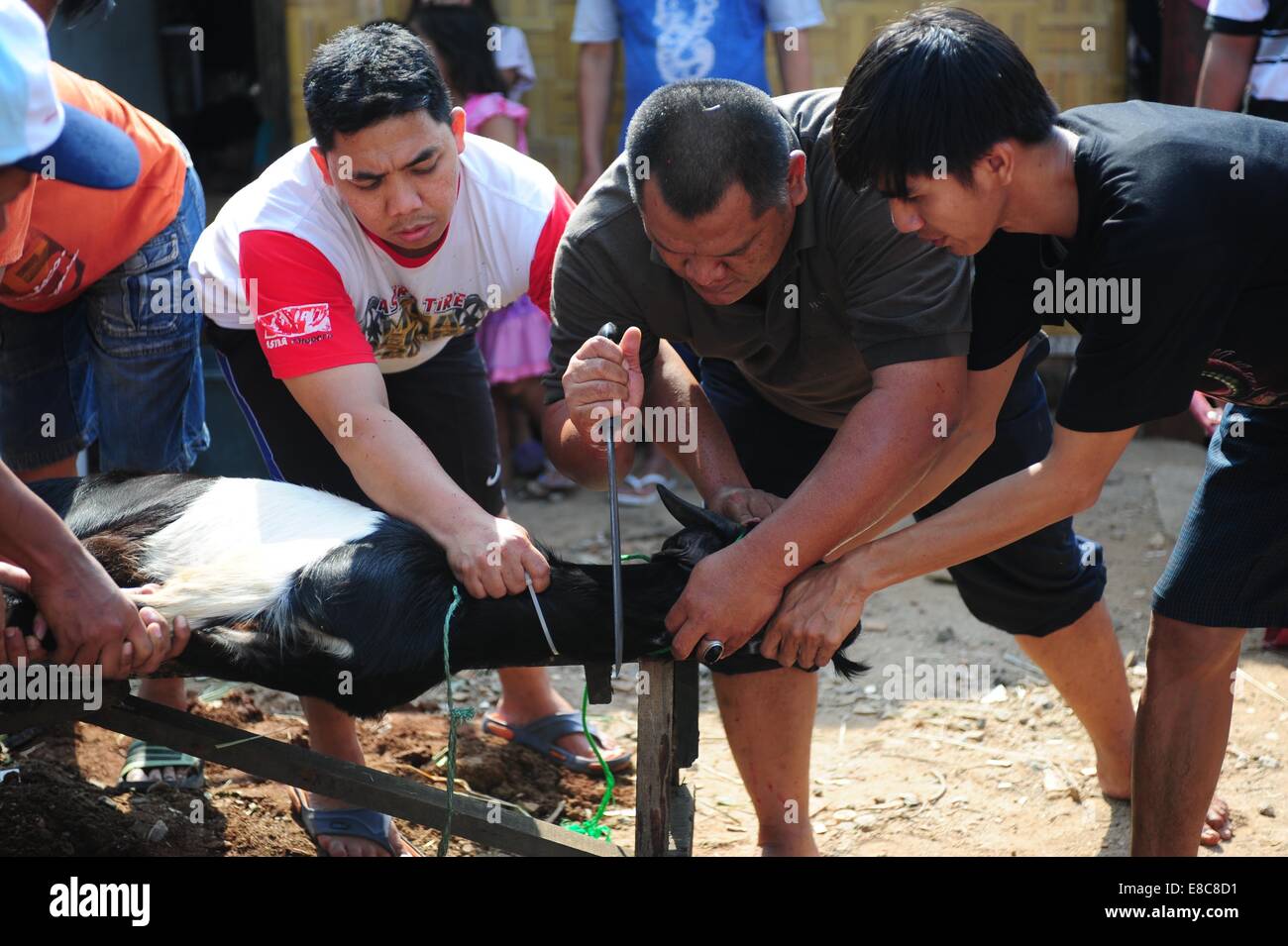 Jakarta, Indonesia. 5 Ottobre, 2014. Musulmani indonesiani la macellazione di una capra per Eid al-Adha a Jakarta, Indonesia, il 5 ottobre 2014. Musulmani festeggia Eid al-Adha che cade il decimo giorno del dodicesimo mese del calendario islamico, per contrassegnare la fine dell hajj e commemorare il profeta Abramo per la sua disponibilità a sacrificare il suo figlio Ismail su Dio il comando. Credito: Zulkarnain/Xinhua/Alamy Live News Foto Stock