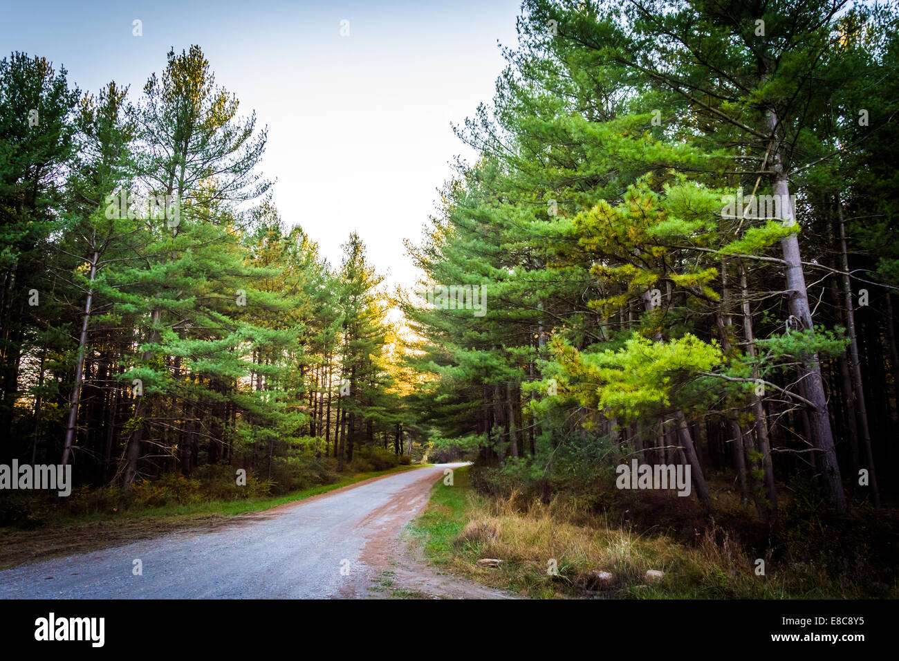 Alberi di pino lungo una strada sterrata in Michaux la foresta di stato, Pennsylvania. Foto Stock