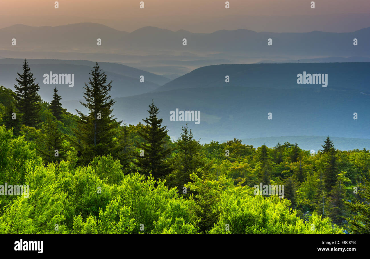 Alberi di pino e montagne distanti, visto da sopportare le rocce preservare, Monongahela National Forest, West Virginia. Foto Stock