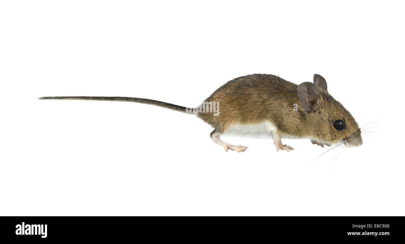 Legno - Mouse Apodemus sylvaticus Foto Stock