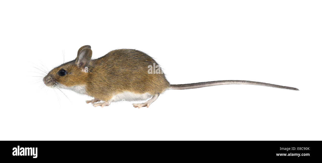 Giallo-colli - Mouse Apodemus flavicollis Foto Stock