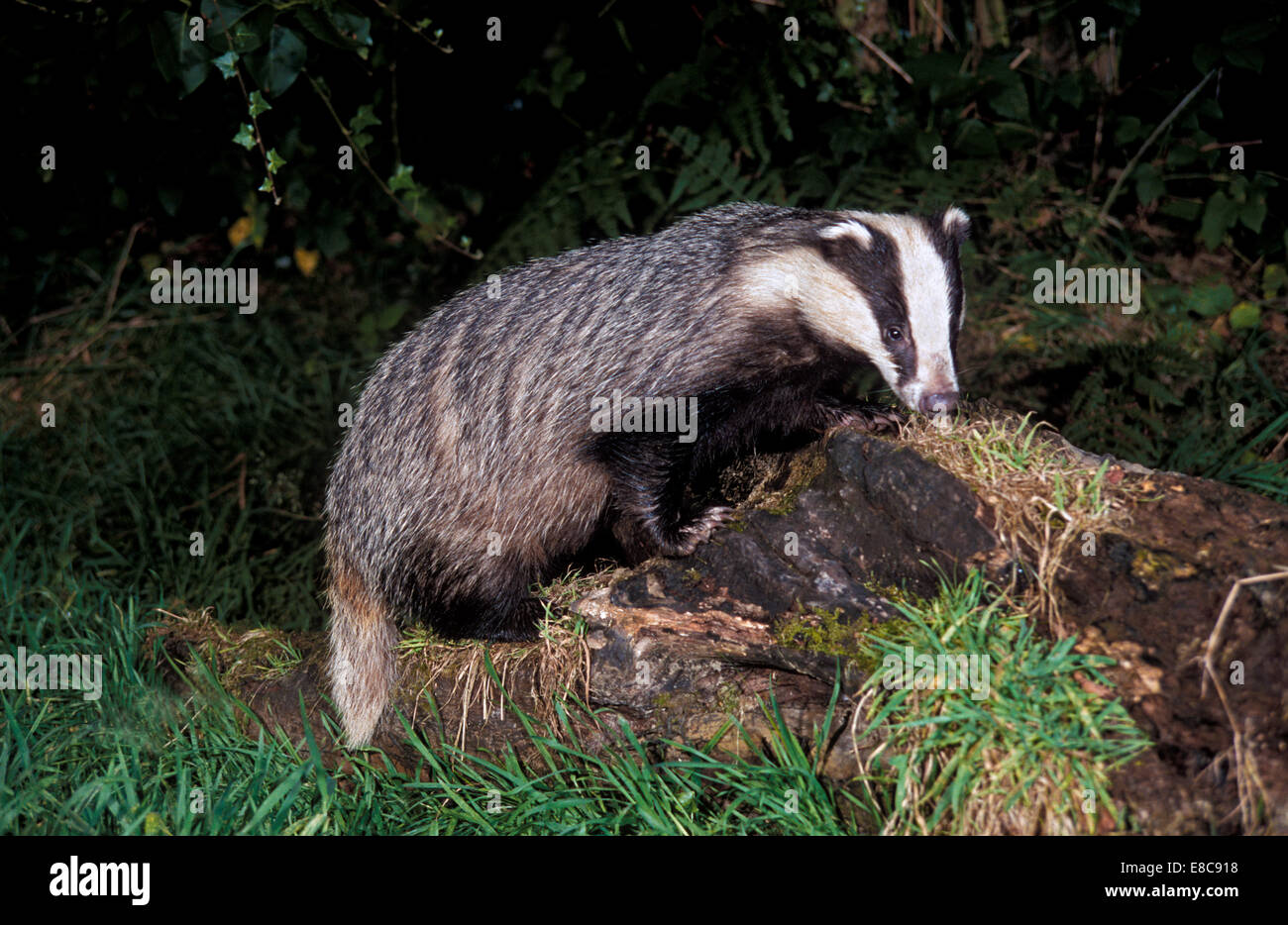 Badger - Meles meles Foto Stock