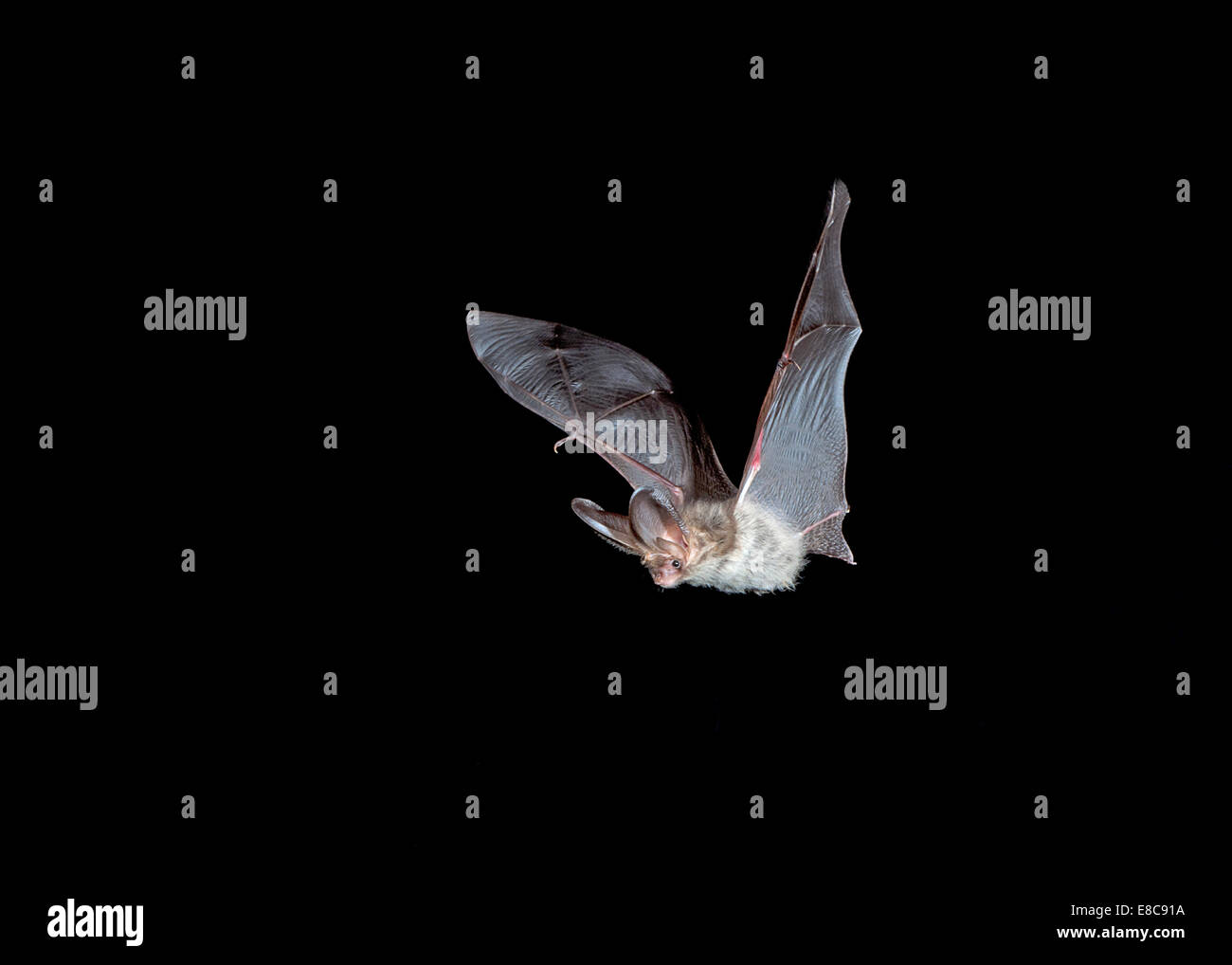 Brown Long-eared Bat - Plecotus auritus Foto Stock