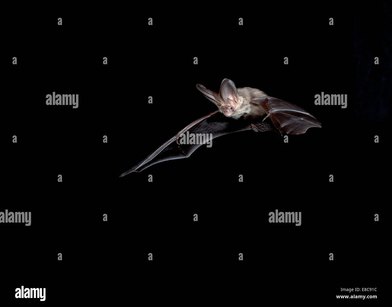 Brown Long-eared Bat - Plecotus auritus Foto Stock