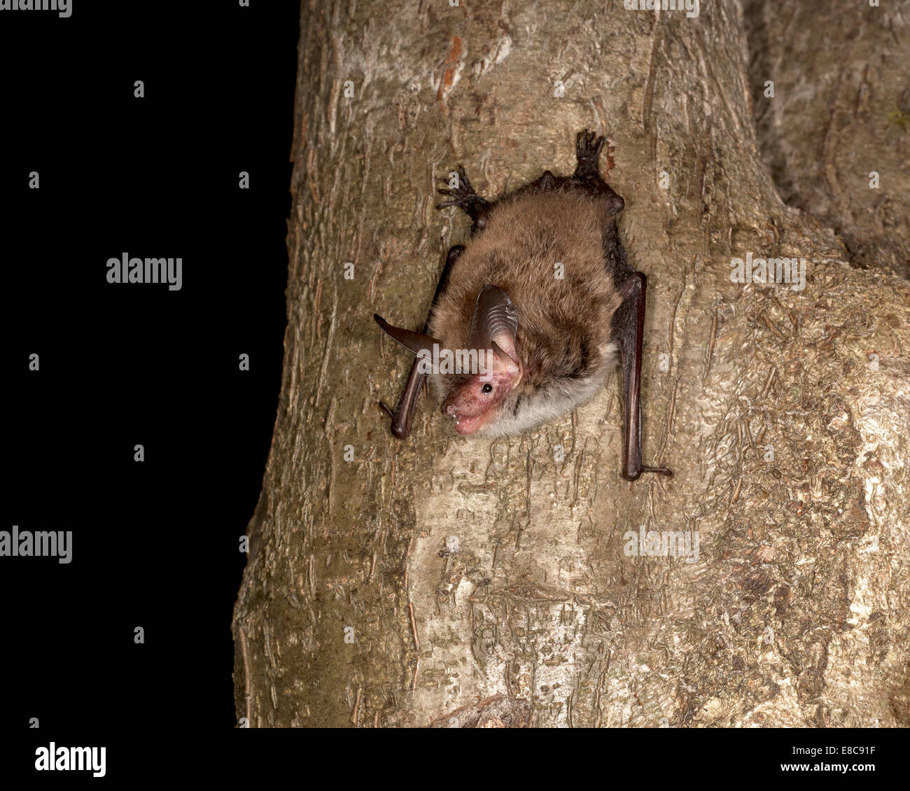 Bechstein Bat - Myotis bechsteinii Foto Stock