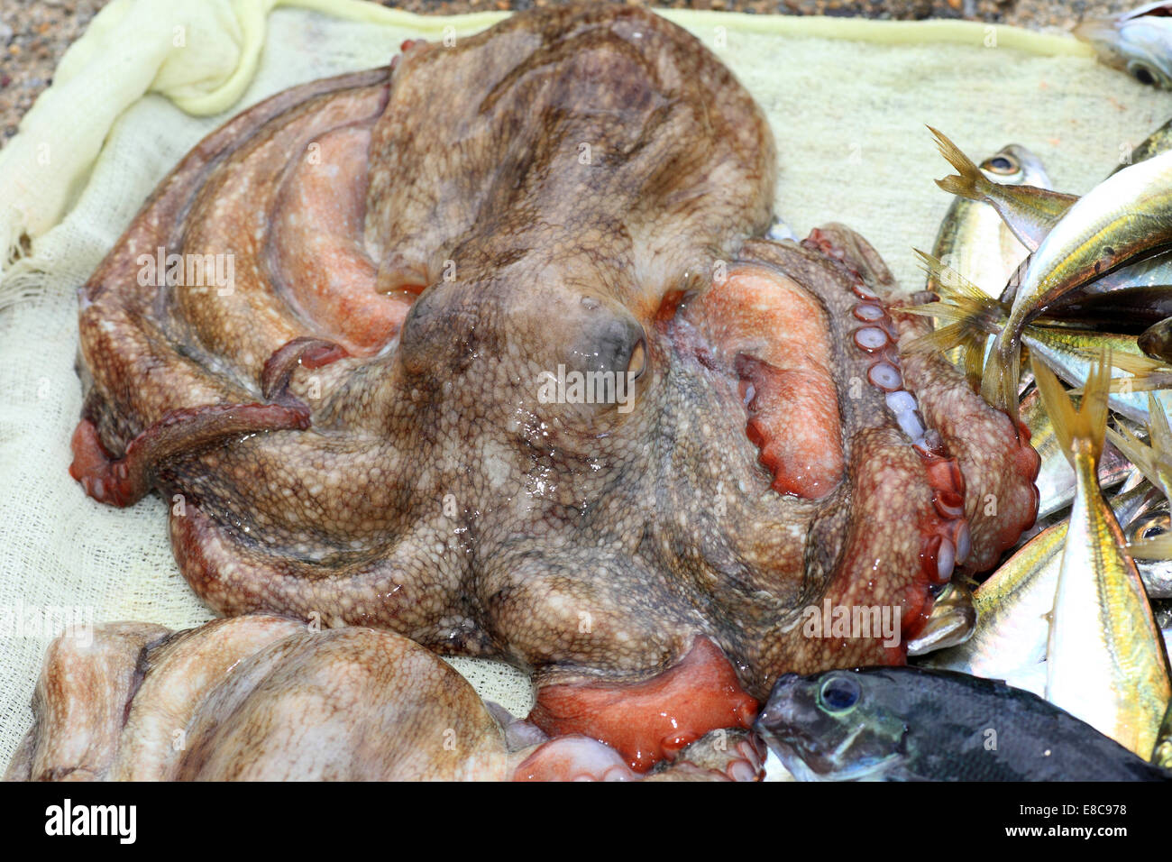 Polpo (Octopus vulgaris) in Giappone Foto Stock