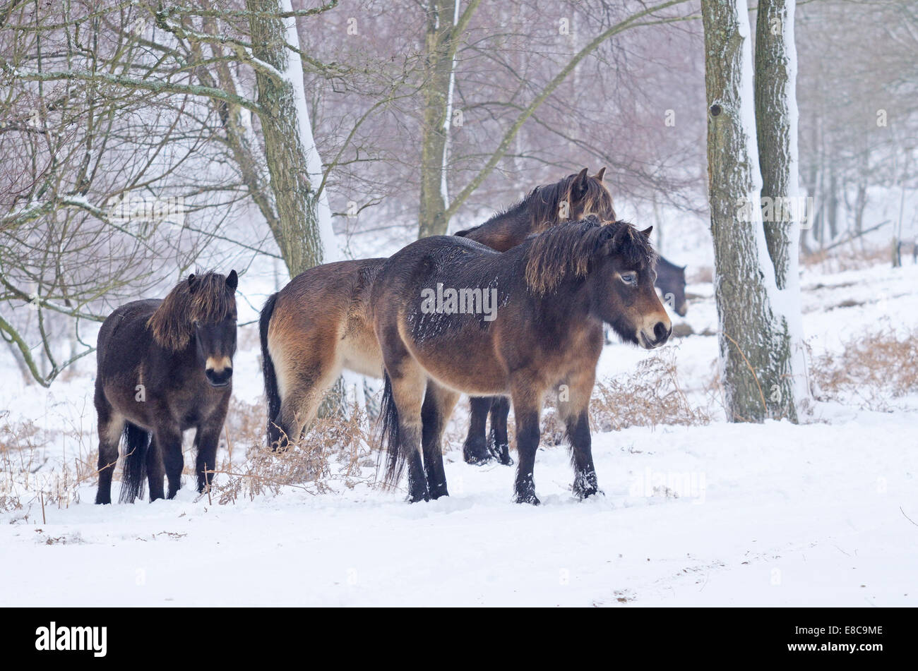 Exmoor Pony - Equus caballus ferus Foto Stock
