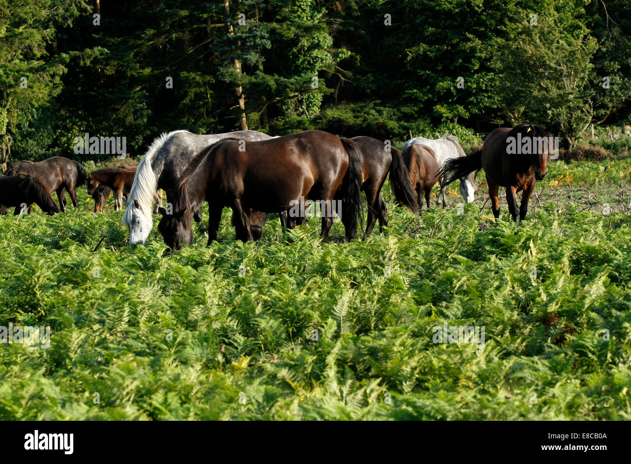 Pony selvatici a Dartmoor, allevamento allevamento alimentando in mezzo alle felci viaggiano insieme per trovare il miglior cibo Foto Stock