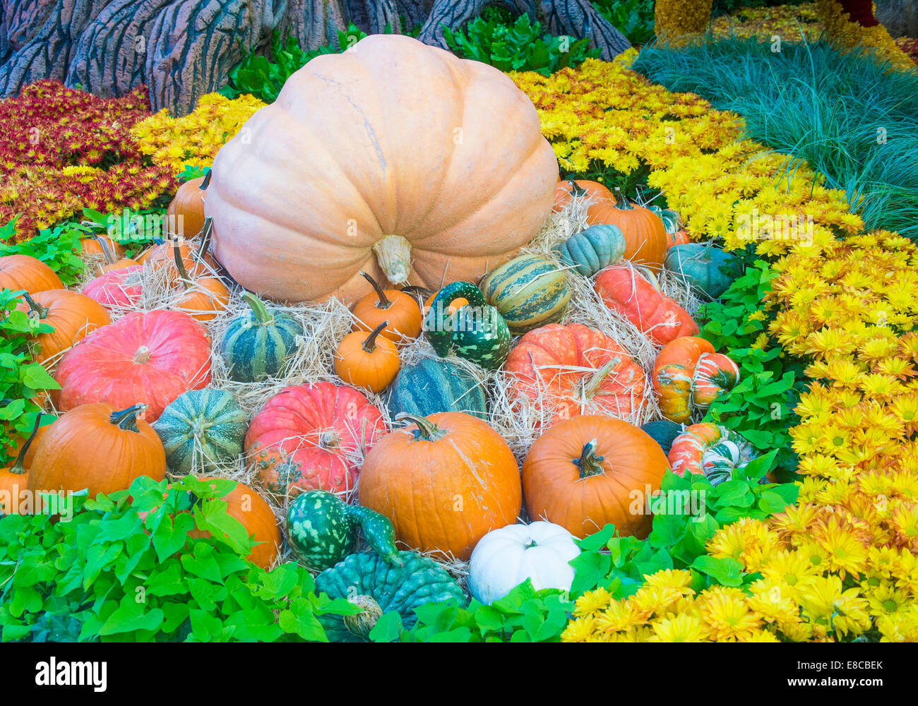 Una varietà di zucche colorate Foto Stock