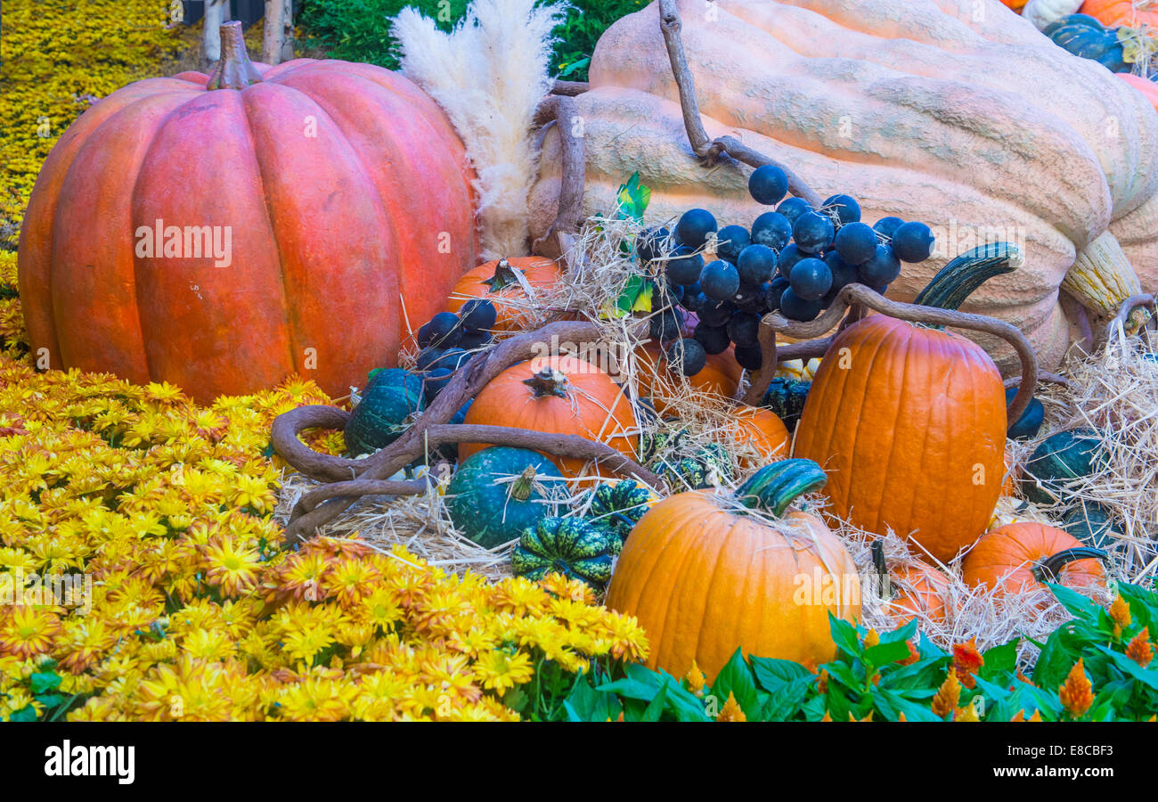 Una varietà di zucche colorate Foto Stock