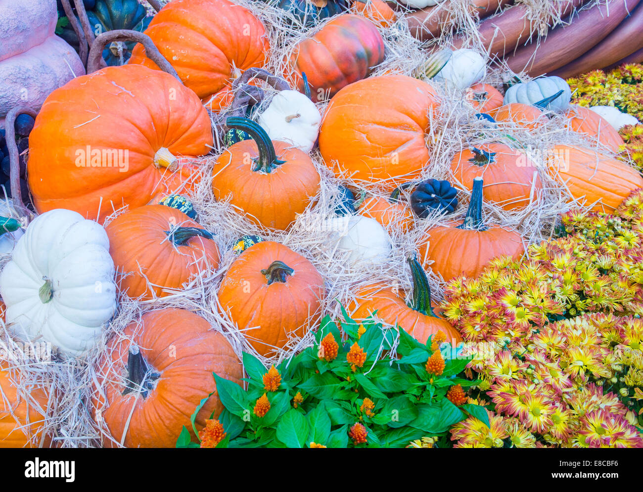 Una varietà di zucche colorate Foto Stock