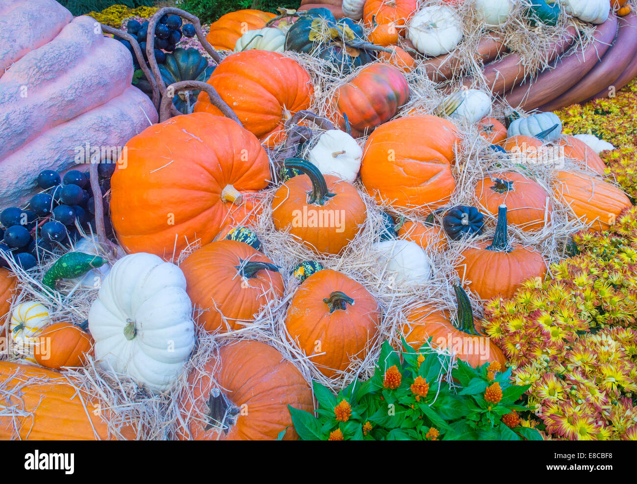 Una varietà di zucche colorate Foto Stock