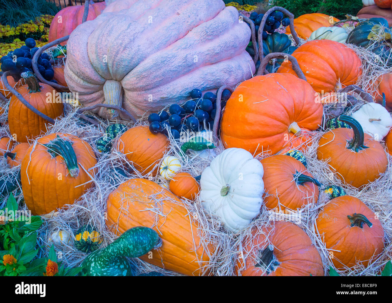 Una varietà di zucche colorate Foto Stock