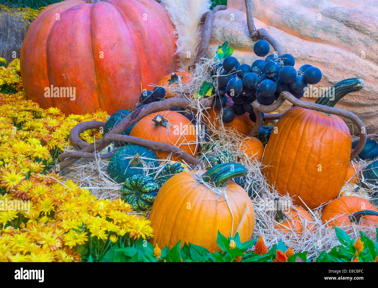 Una varietà di zucche colorate Foto Stock