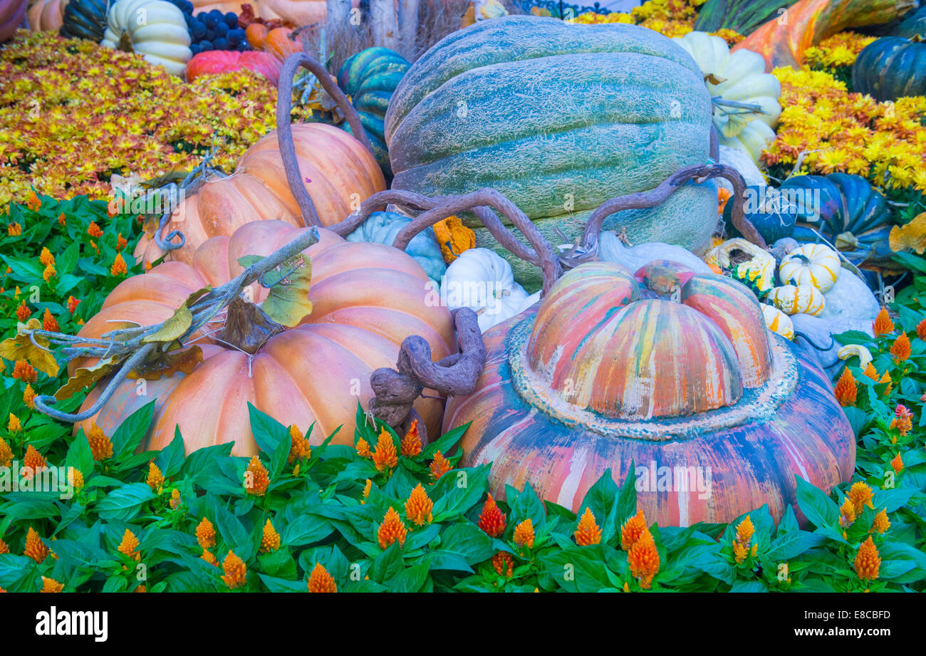 Una varietà di zucche colorate Foto Stock