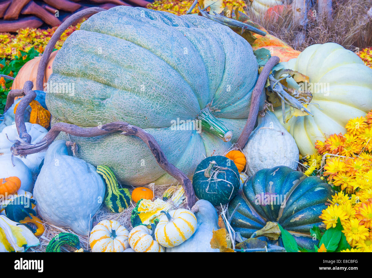 Una varietà di zucche colorate Foto Stock