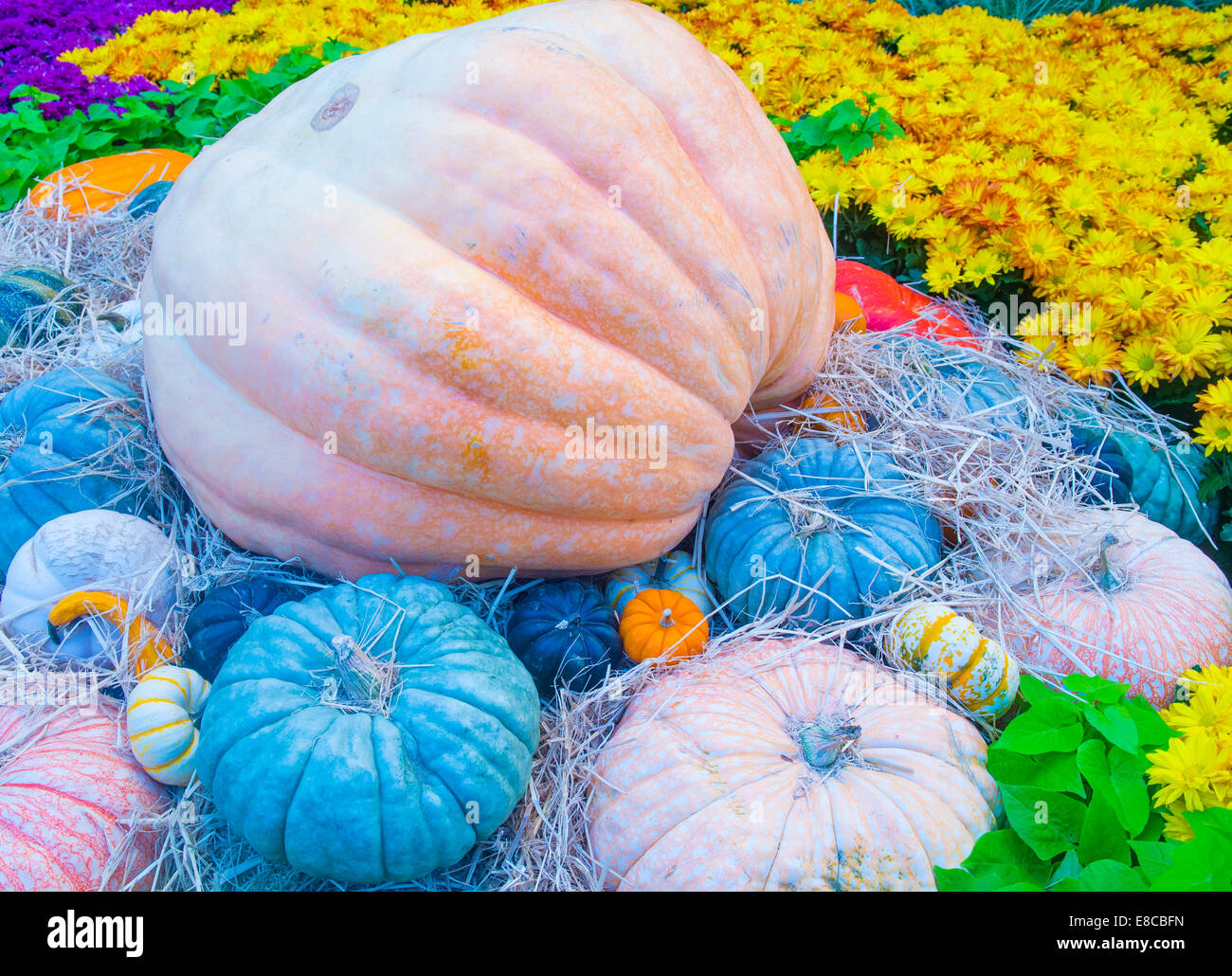 Una varietà di zucche colorate Foto Stock