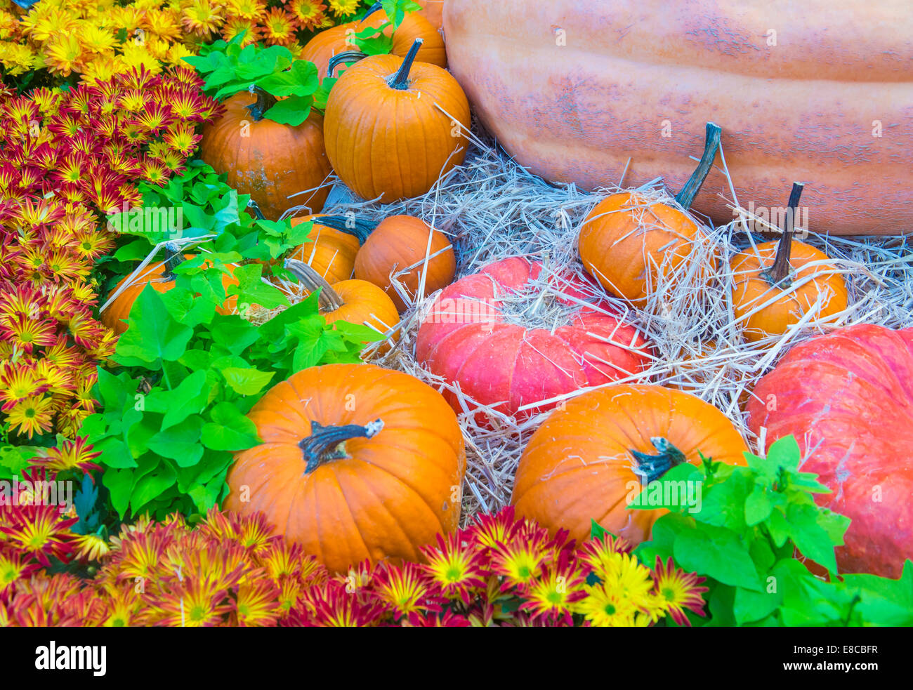 Una varietà di zucche colorate Foto Stock