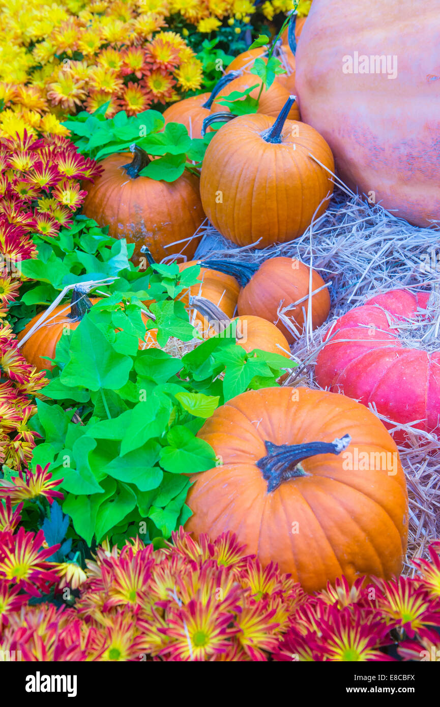 Una varietà di zucche colorate Foto Stock