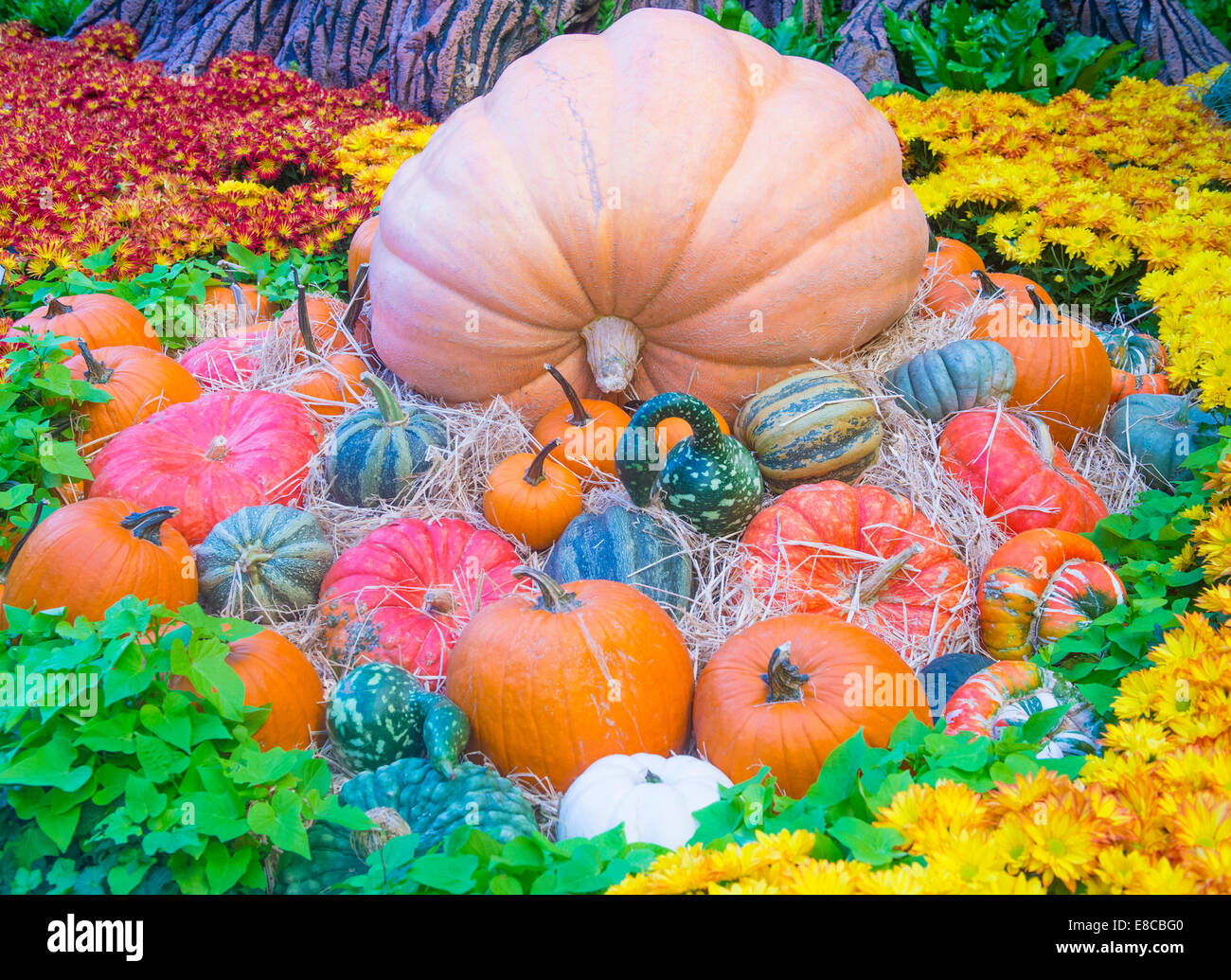 Una varietà di zucche colorate Foto Stock
