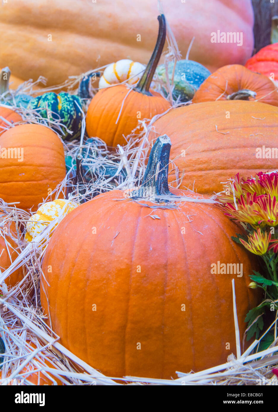 Una varietà di zucche colorate Foto Stock