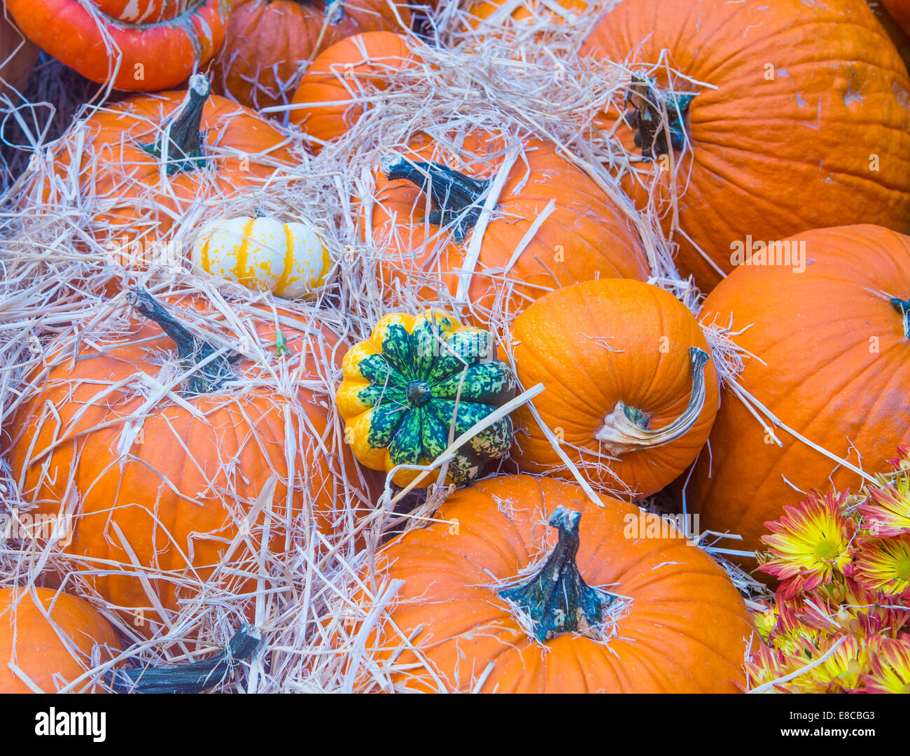 Una varietà di zucche colorate Foto Stock