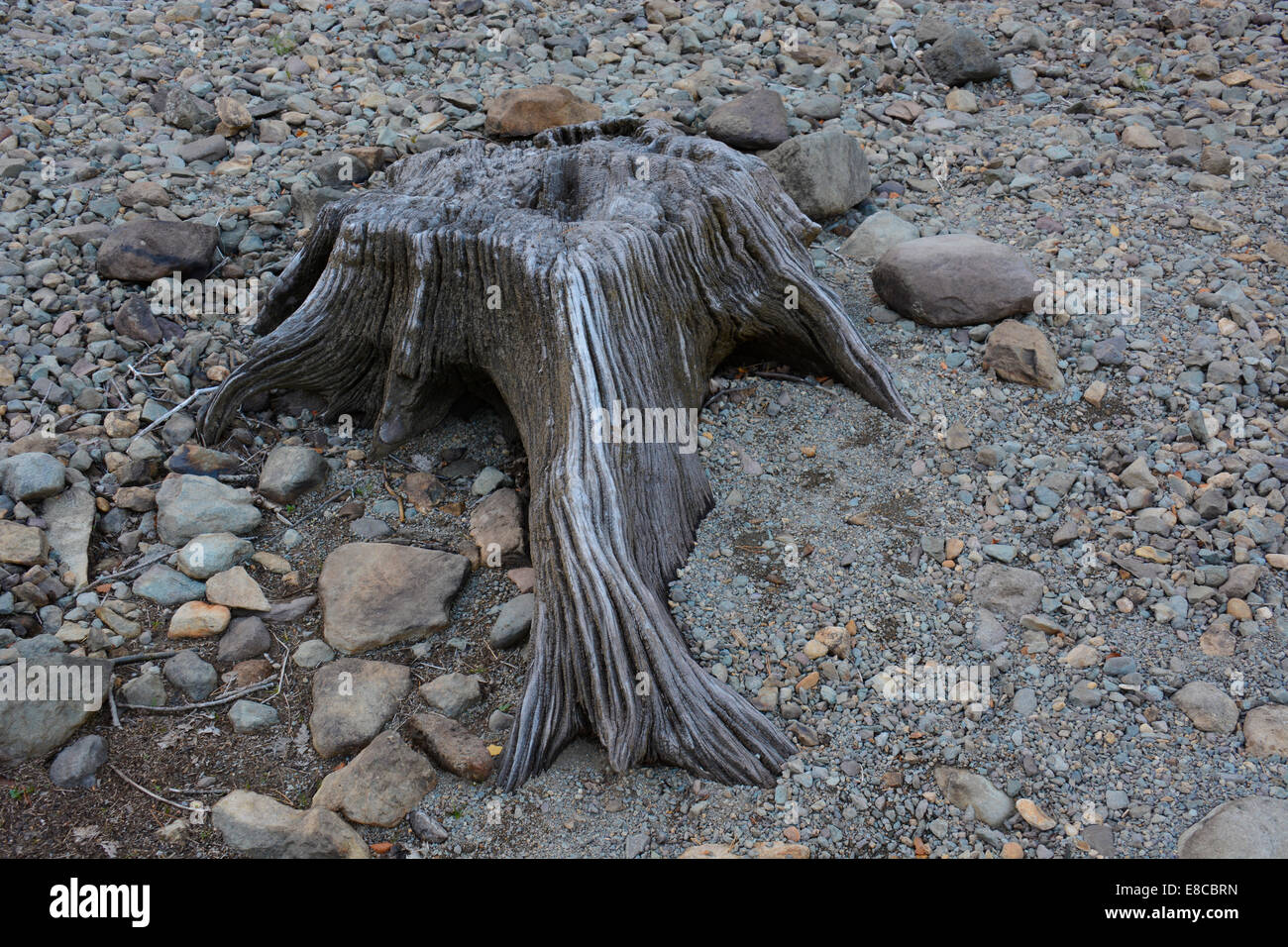 Un ceppo di albero esposta sulla spiaggia dalla caduta dei livelli dell'acqua nel serbatoio Thrilmere in Cumbria Foto Stock