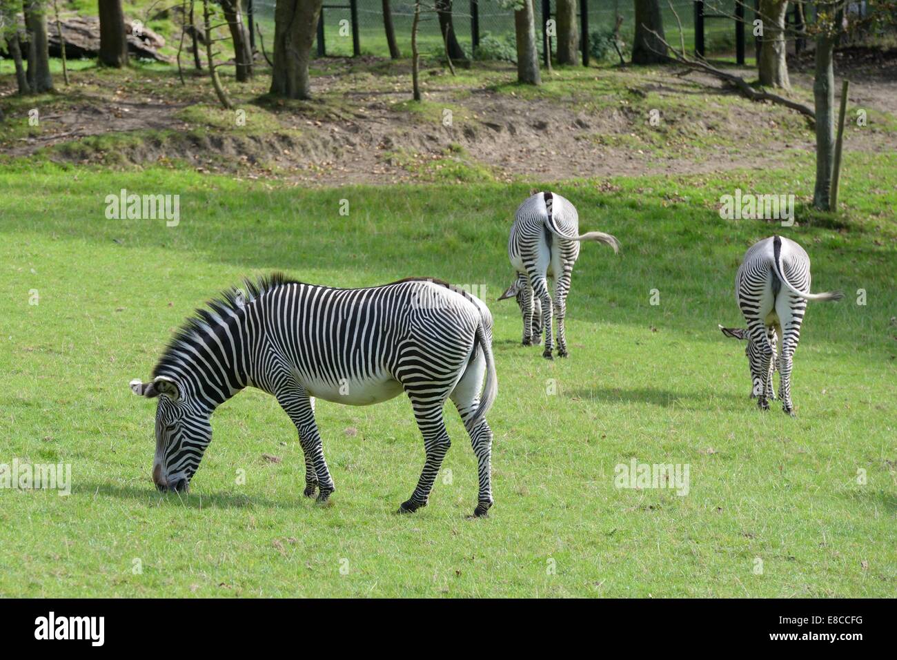 Di Grevy Zebra presso lo zoo di Edimburgo, Scozia, Regno Unito Foto Stock