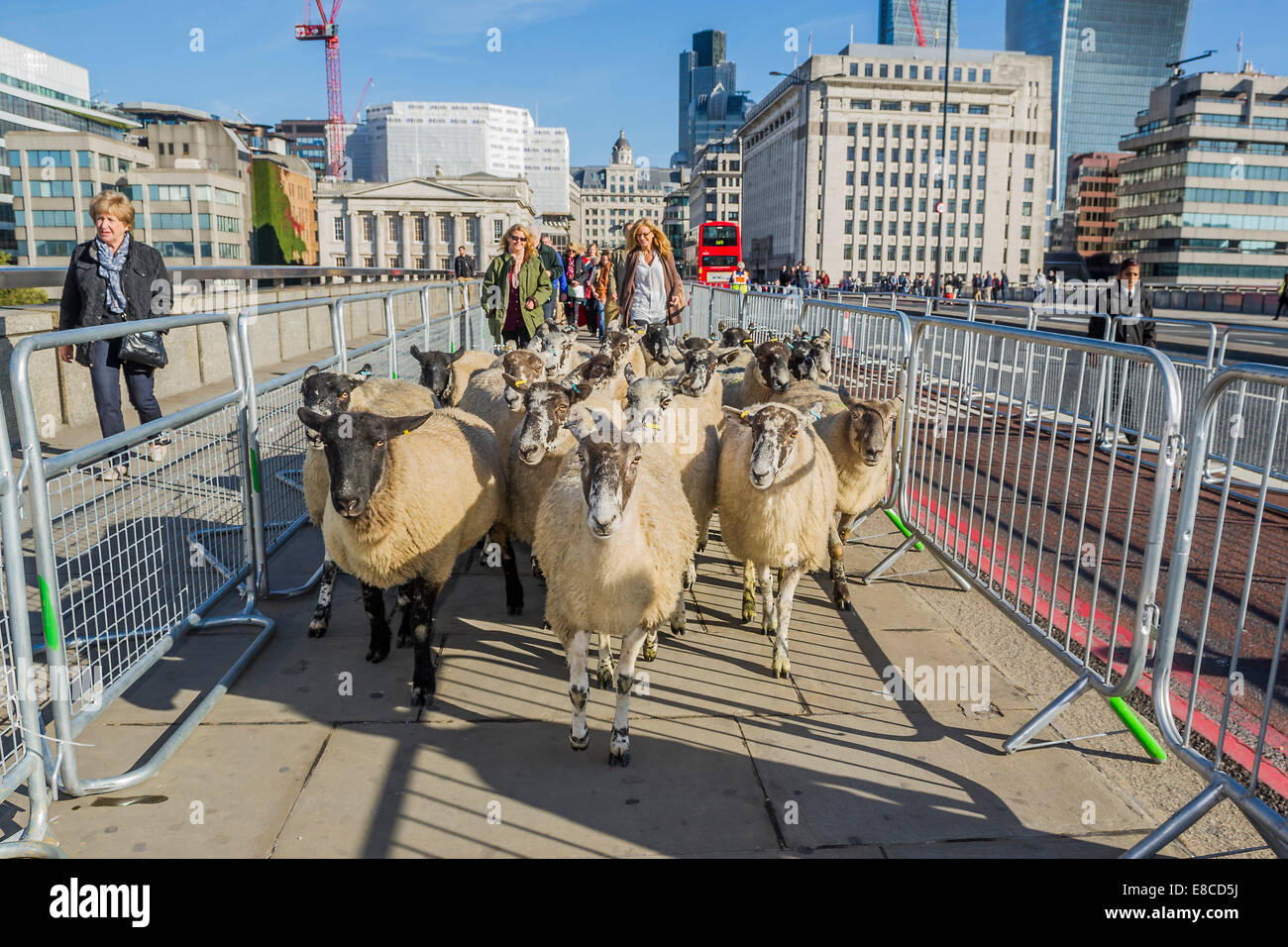 Londra, Regno Unito. 5 Ottobre, 2014. Freemen della City di Londra per esercitare il loro diritto di guidare le pecore attraverso il London Bridge - organizzato dal Venerabile compagnia di Woolmen, è uno di Londra antiche tradizioni che risalgono a più di 800 anni. Questo anno è stato frequentato da Shaun la pecora, precedendo la 'Shaun nella città' arti sentiero proveniente da Londra in primavera 2015. La manifestazione mira non solo a mettere sotto i riflettori su British agnello e lana ma anche per raccogliere fondi per il signore sindaco di appello. Credito: Guy Bell/Alamy Live News Foto Stock