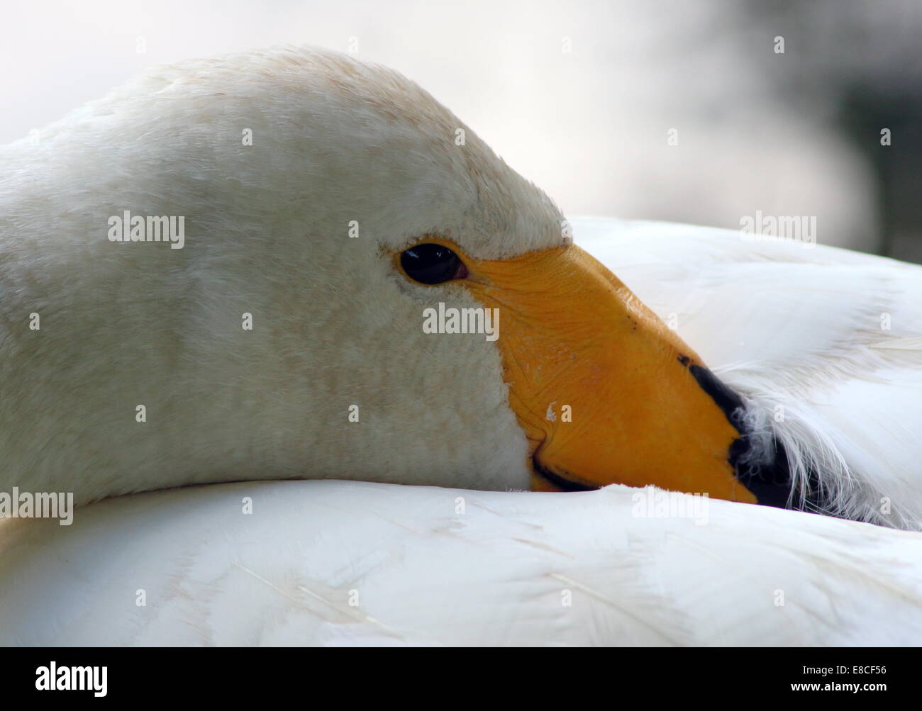 Whooper Swan (Cygnus Cygnus) close-up di testa e bill Foto Stock