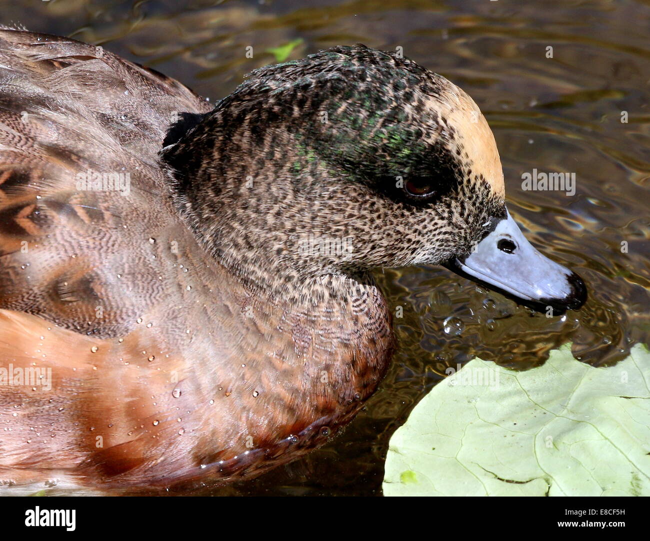 Extreme close-up di testa e bill di un maschio di American wigeon (Anas Americana) Foto Stock