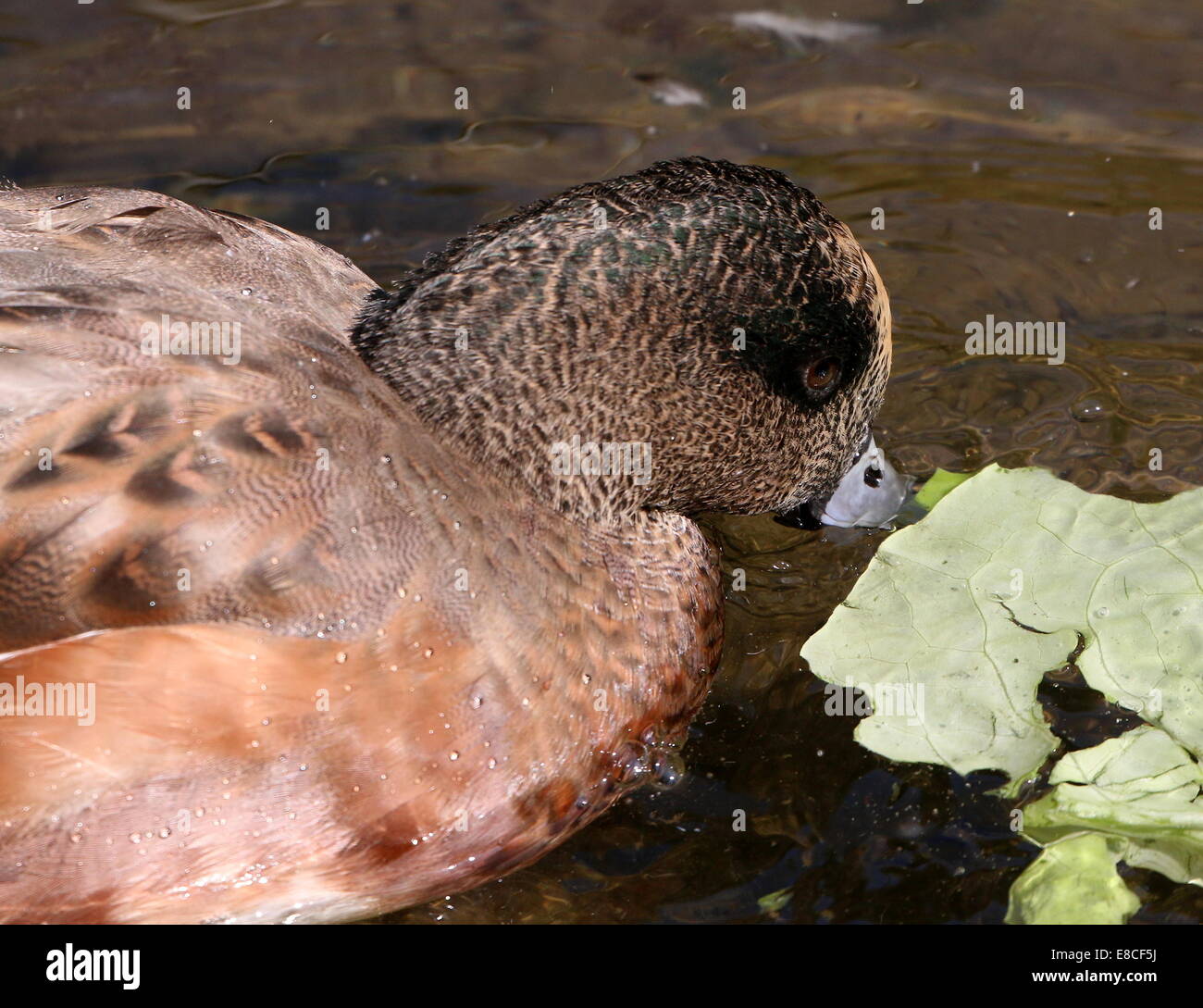 Close-up di testa e bill di un maschio di American wigeon (Anas Americana) Foto Stock
