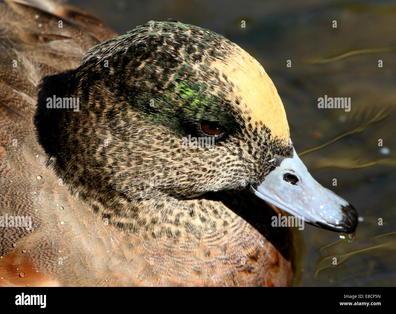 Extreme close-up di testa e bill di un maschio di American wigeon (Anas Americana) Foto Stock