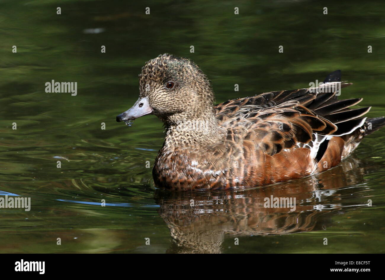 Close-up di un nuoto femminile wigeon americano (Anas Americana) Foto Stock