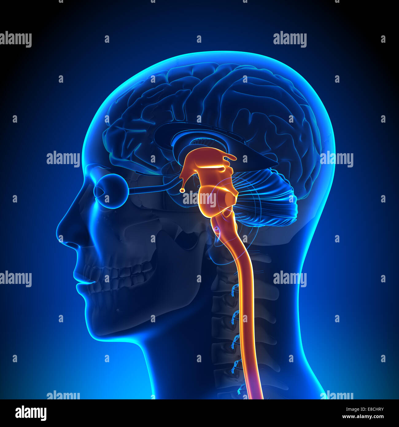 Anatomia del cervello - il midollo spinale Foto Stock