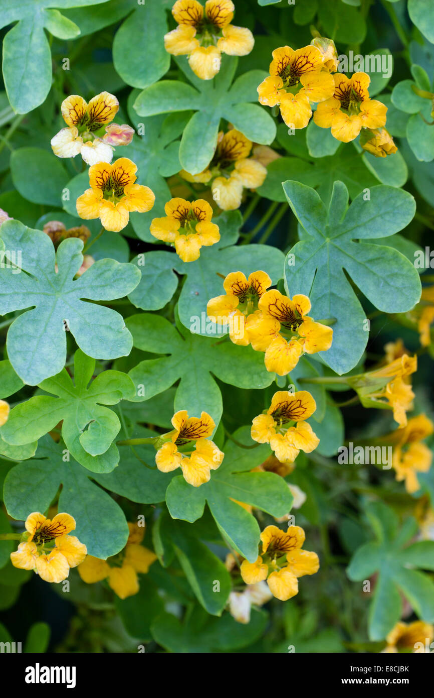 I nasturzi come fiori dell'ardito perenne scalatore, Tropaeolum ciliatum Foto Stock