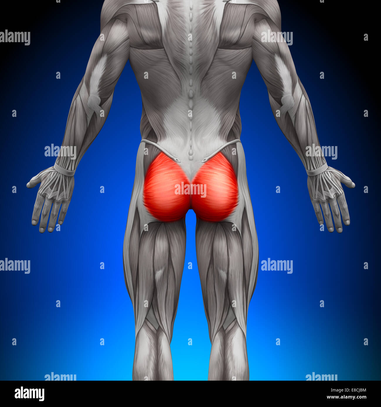 I glutei / gluteo - Anatomia muscoli Foto Stock