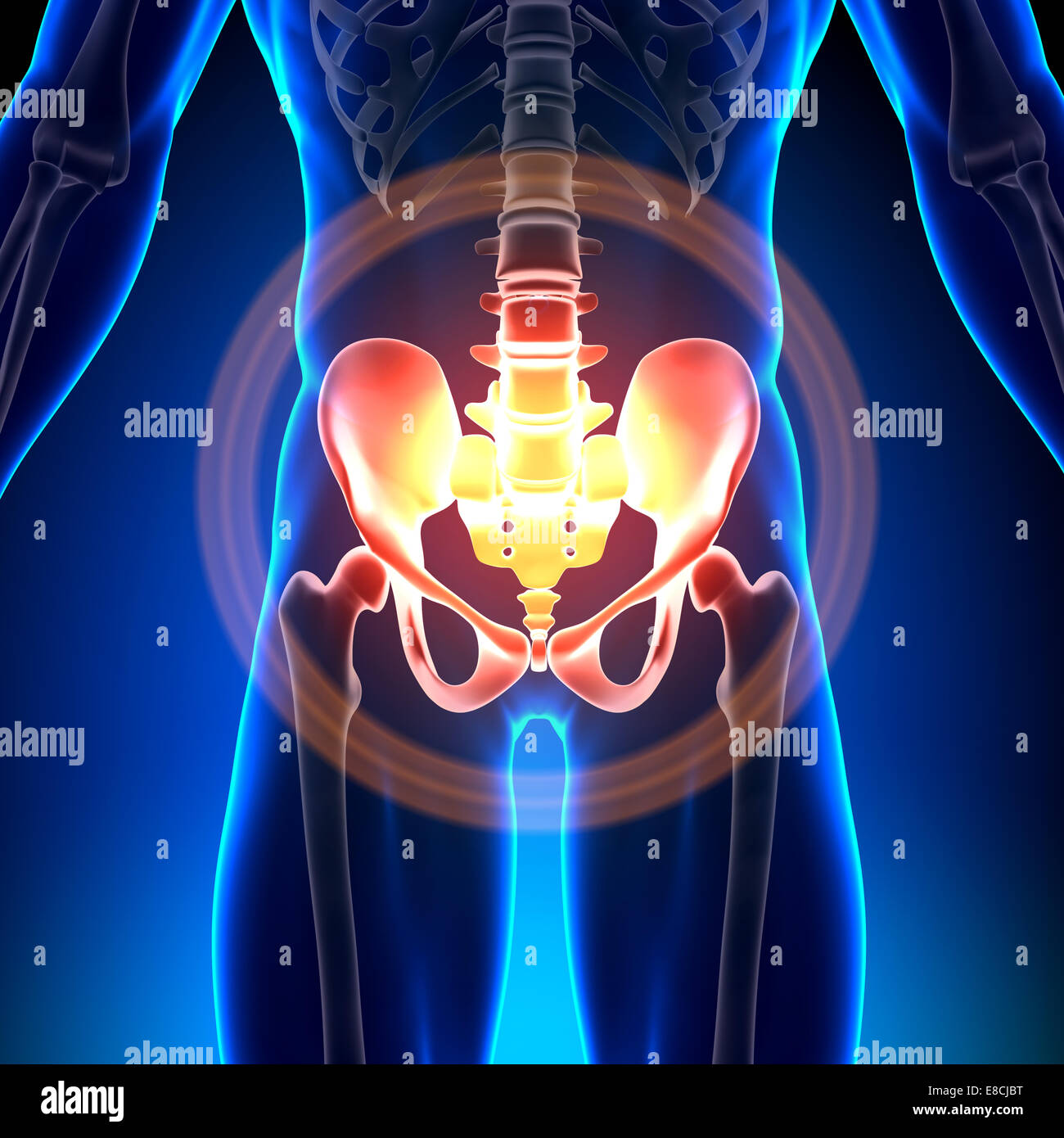 Hip / Sacrum / pube / ischio / Ilium - Anatomia ossa Foto Stock