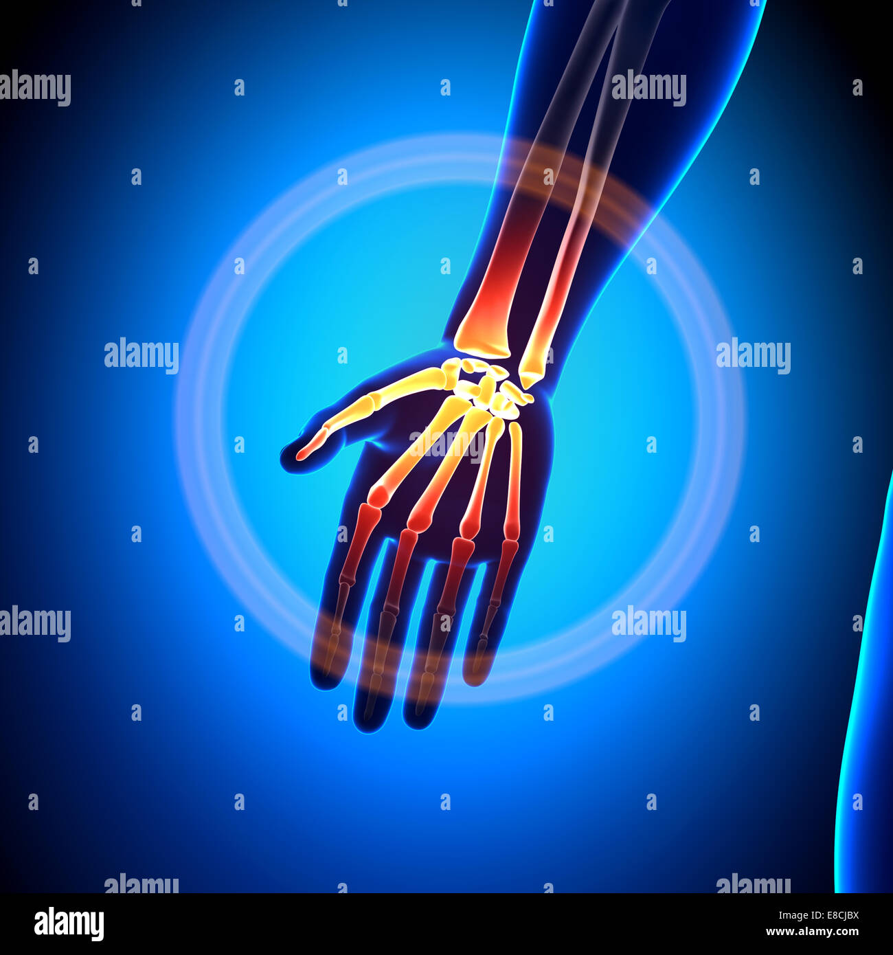 A mano / carpali / Metacarpals / falangi - Anatomia ossa Foto Stock