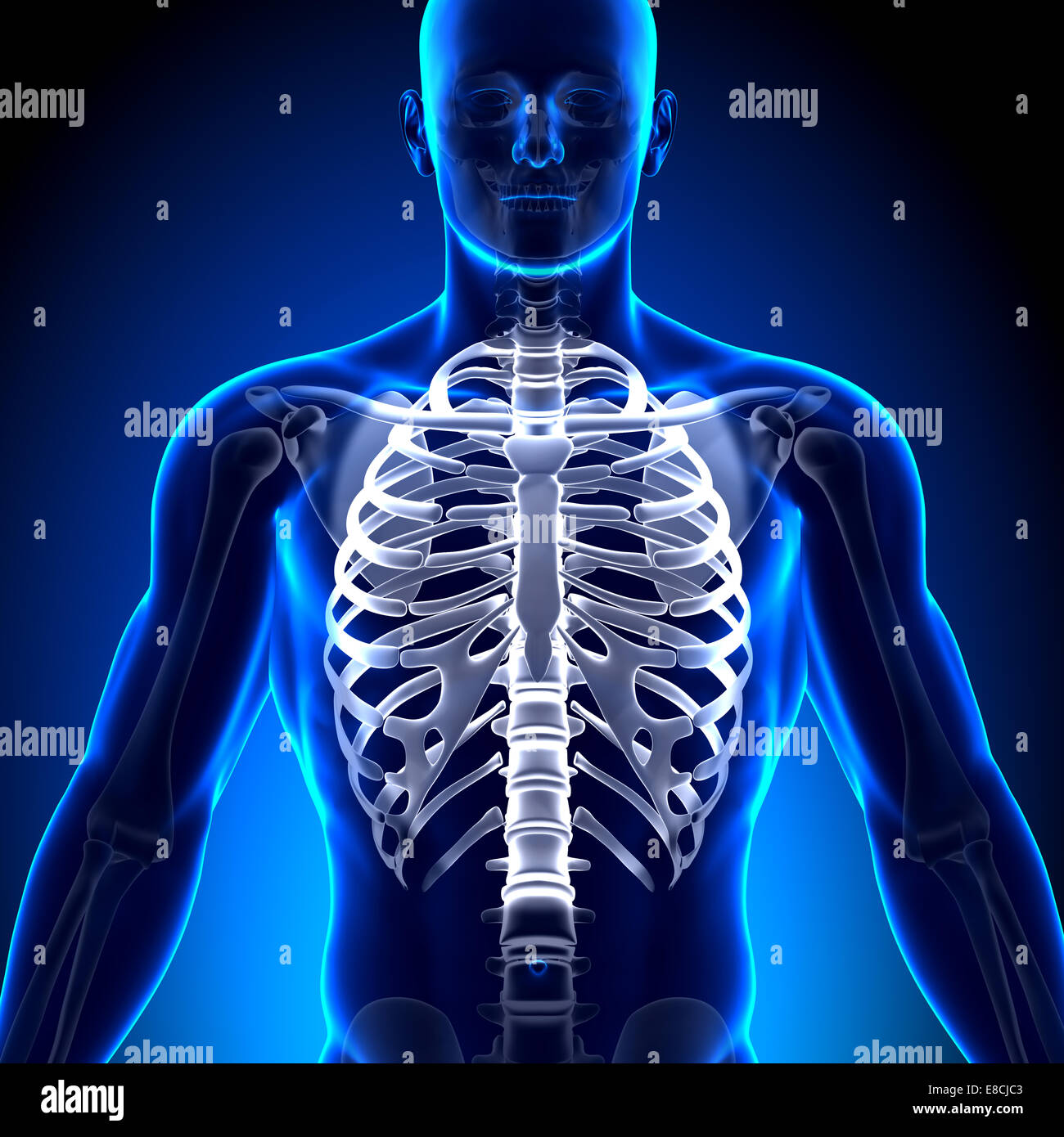 Gabbia costale / sterno - Anatomia ossa Foto Stock