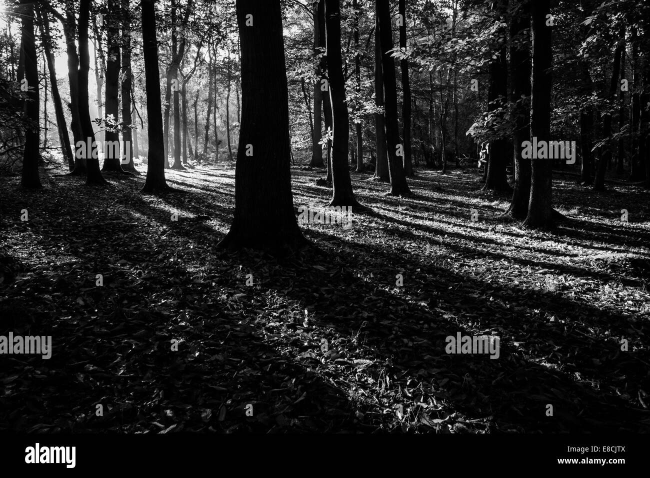 Autunno sunrise nel bosco B&W Foto Stock