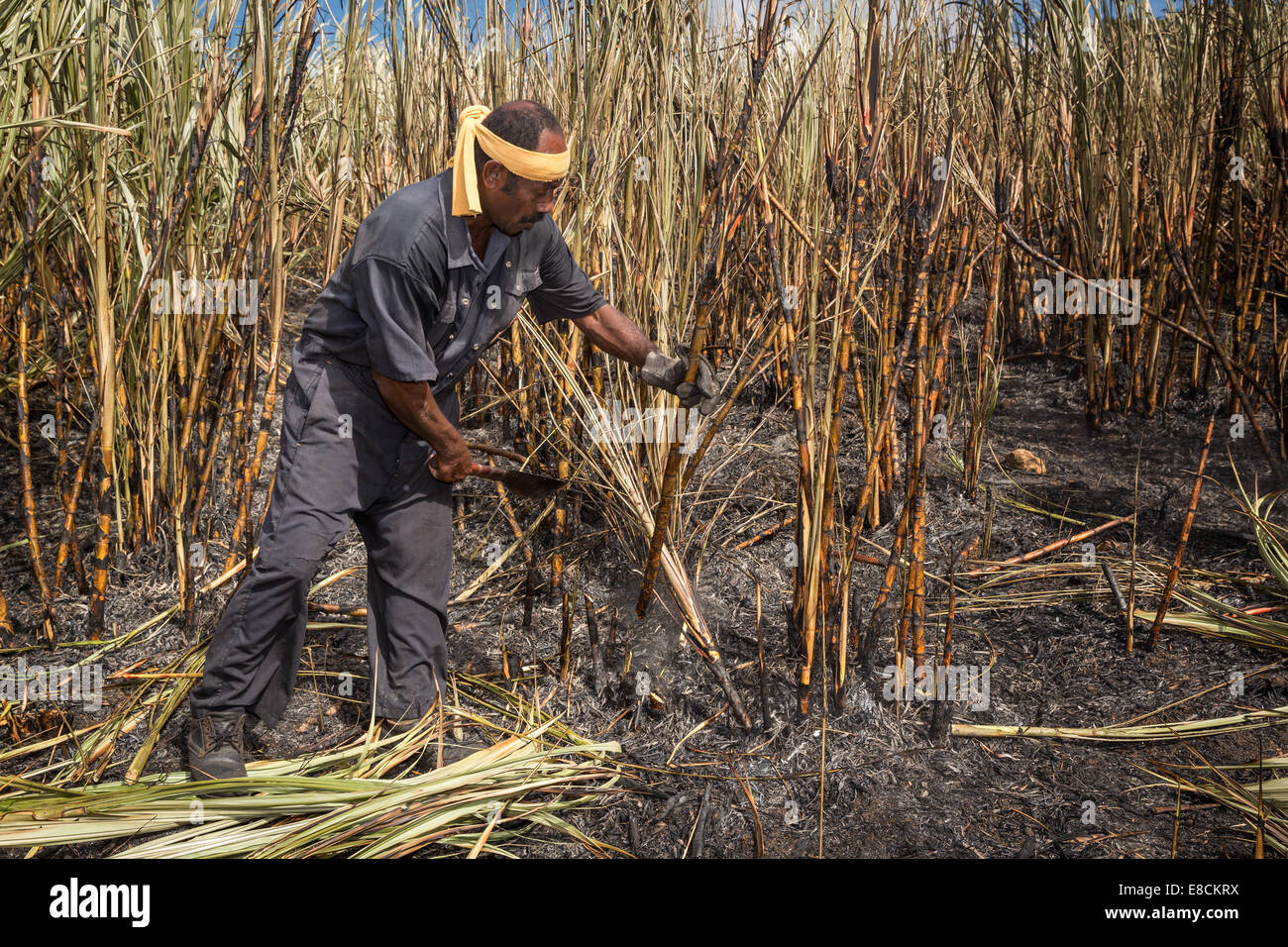Agriturismo lavoratore lavora su un campo di canna da zucchero, Sigatoka, Viti Levu, Isole Figi Foto Stock