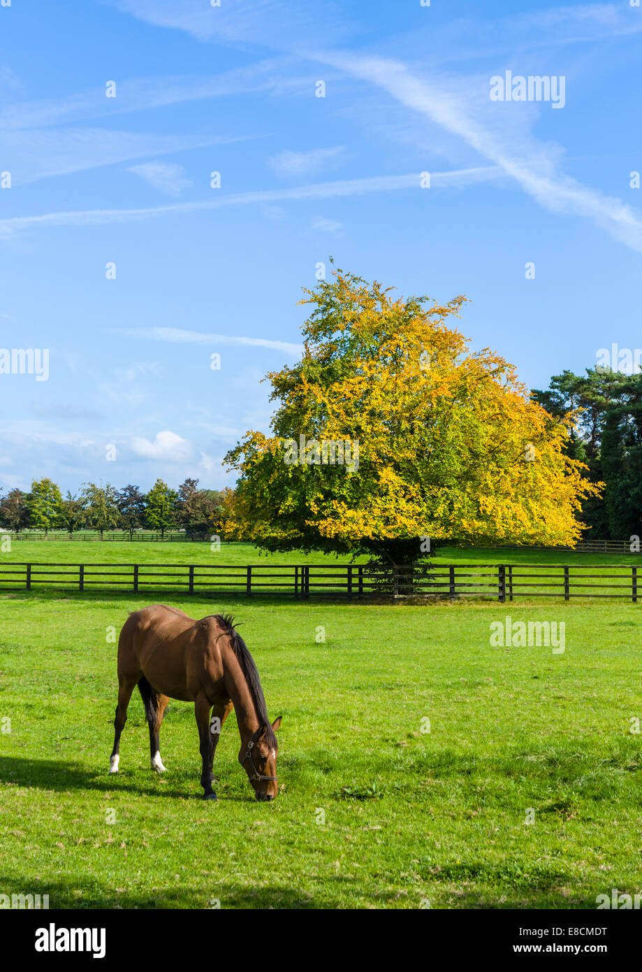 Cavallo presso l' Irish National Stud facilità di allevamento, Tully, Kildare, nella contea di Kildare, Repubblica di Irlanda Foto Stock