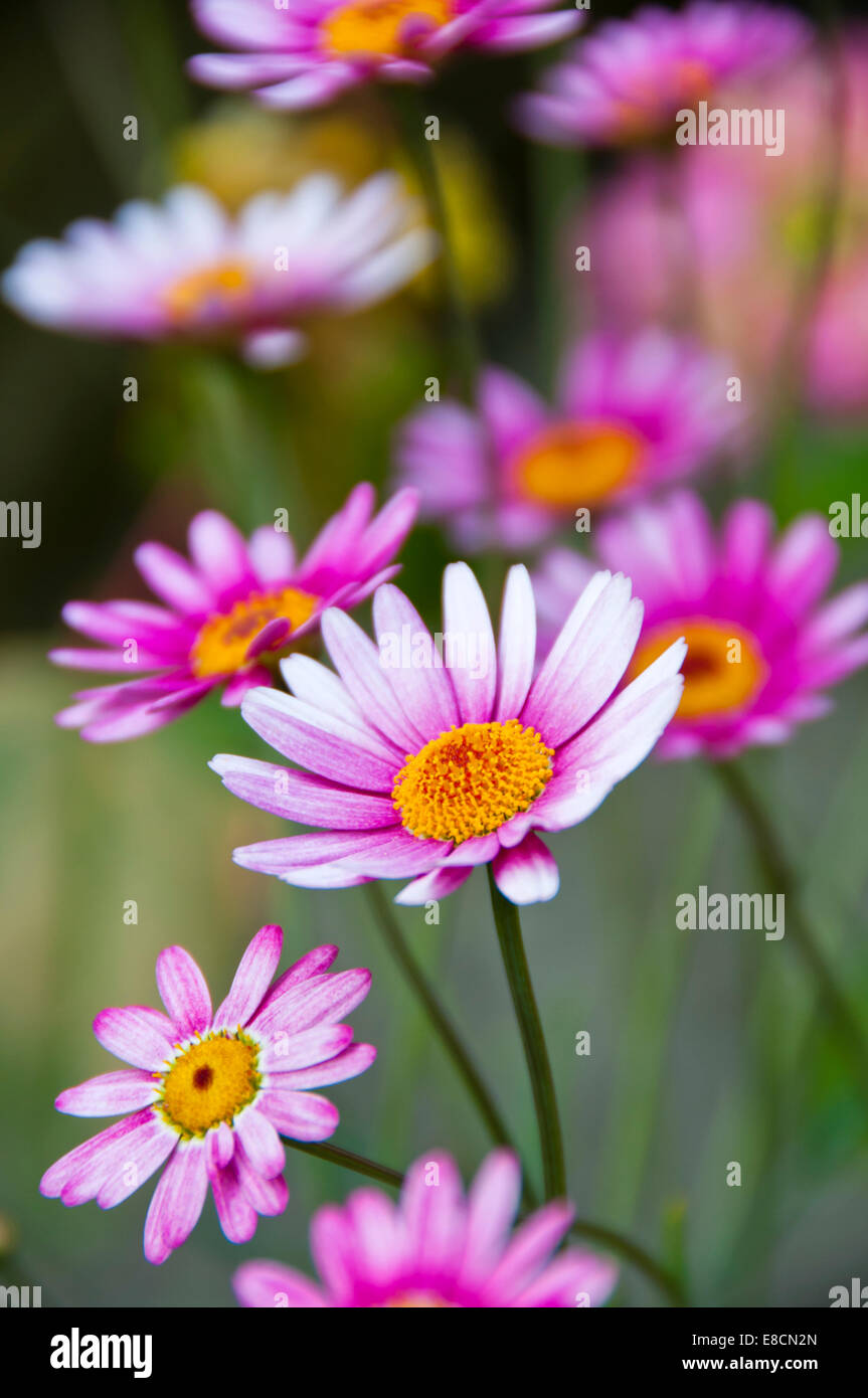 Tanacetum coccineum Foto Stock