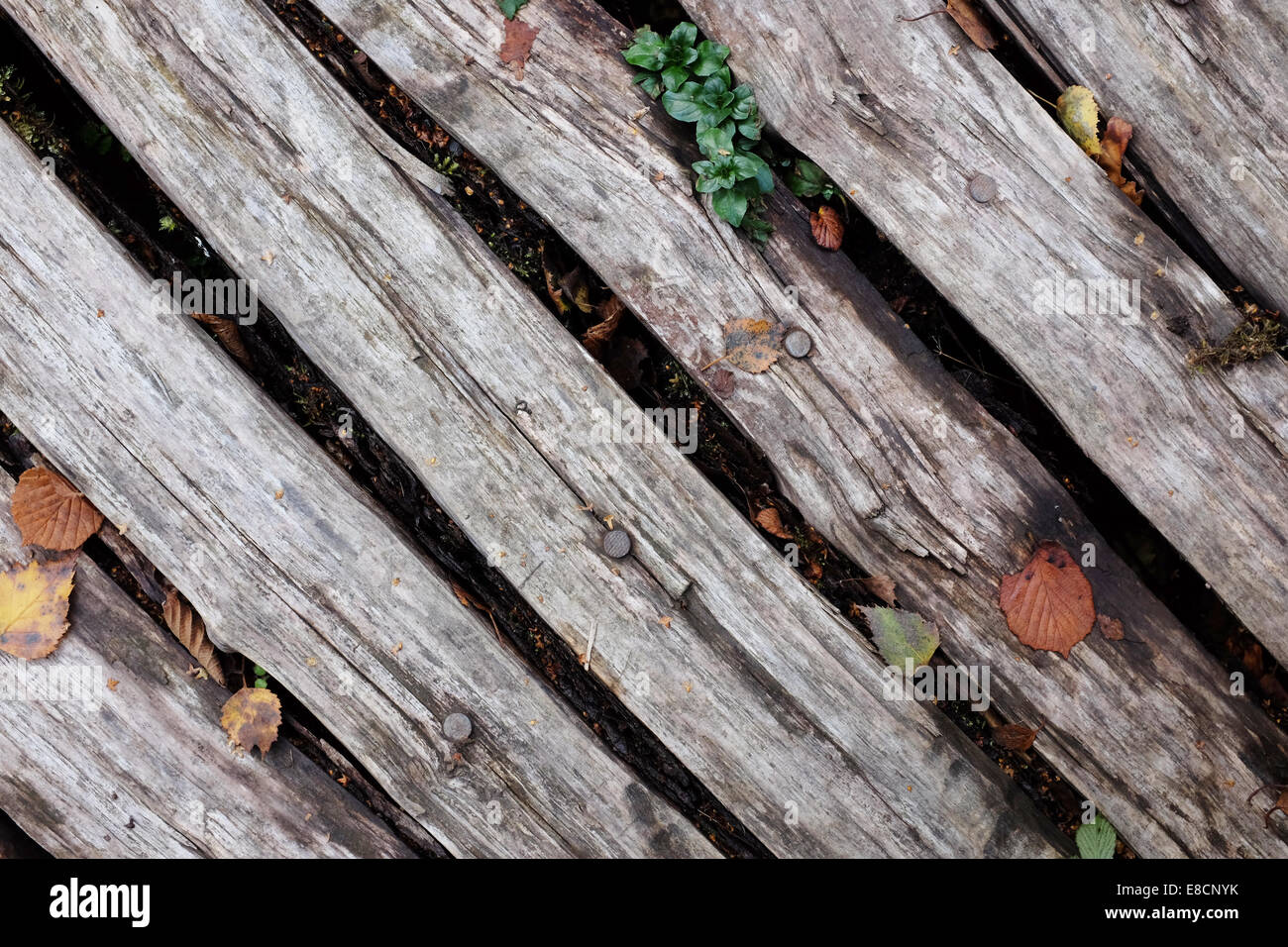 Diagonal weathered inchiodato tavole di legno con foglie di autunno Foto Stock