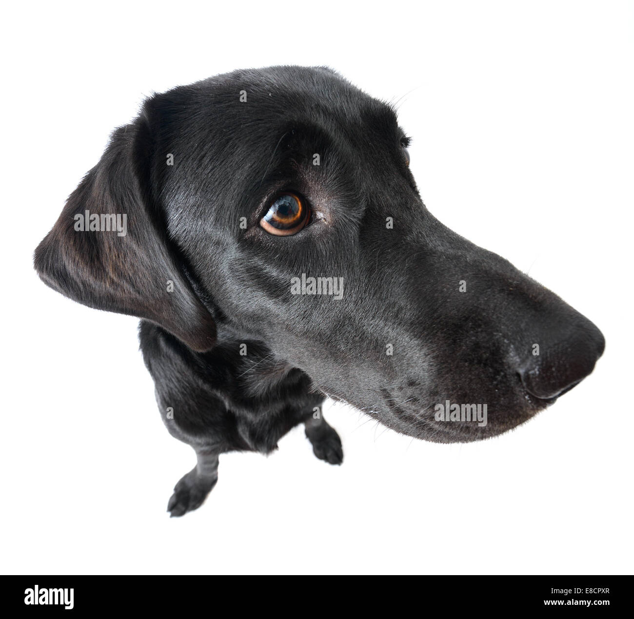 Ritratto di black labrador retriever cane esagerato da obiettivo grandangolare Foto Stock