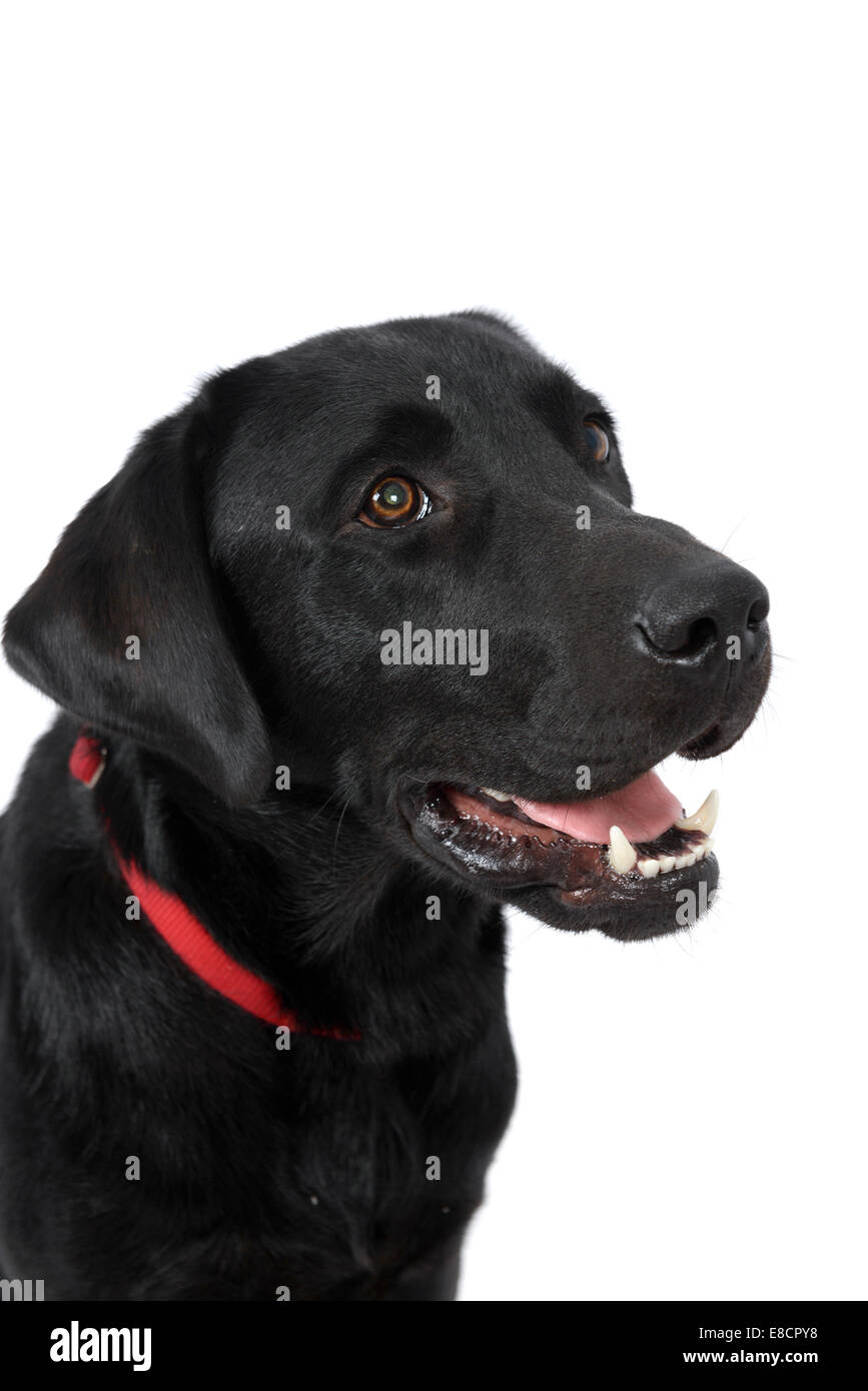 Nero labrador retriever Foto Stock